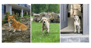 Free 2024 Dogs Of Wayne Homes Calendar And Contest! – Topsave