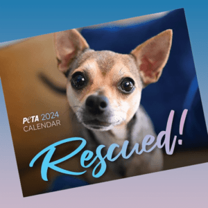 Free 2024 ‘Rescued!’ Calendar – Topsave