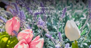 Balsam Hill’s 12 Days Of Spring Giveaway (Working In 2025)