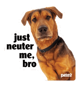 Get A Free Peta2 “Just Neuter Me, Bro” Sticker (Working In 2025)