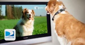 Free Dogtv Channel Preview For Directv Subscribers (Working In 2025)