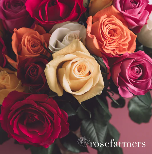 Rose Farmers Valentine’s Day Deal – 24 Roses For $19.99 (Working In 2025)