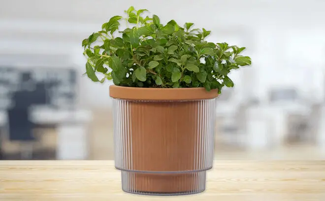 Mainstays 4 Inch Aquaterra Self Watering Planter on a Table