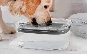 A Dog drinking Water from Large No Spill Dog Water Bowl