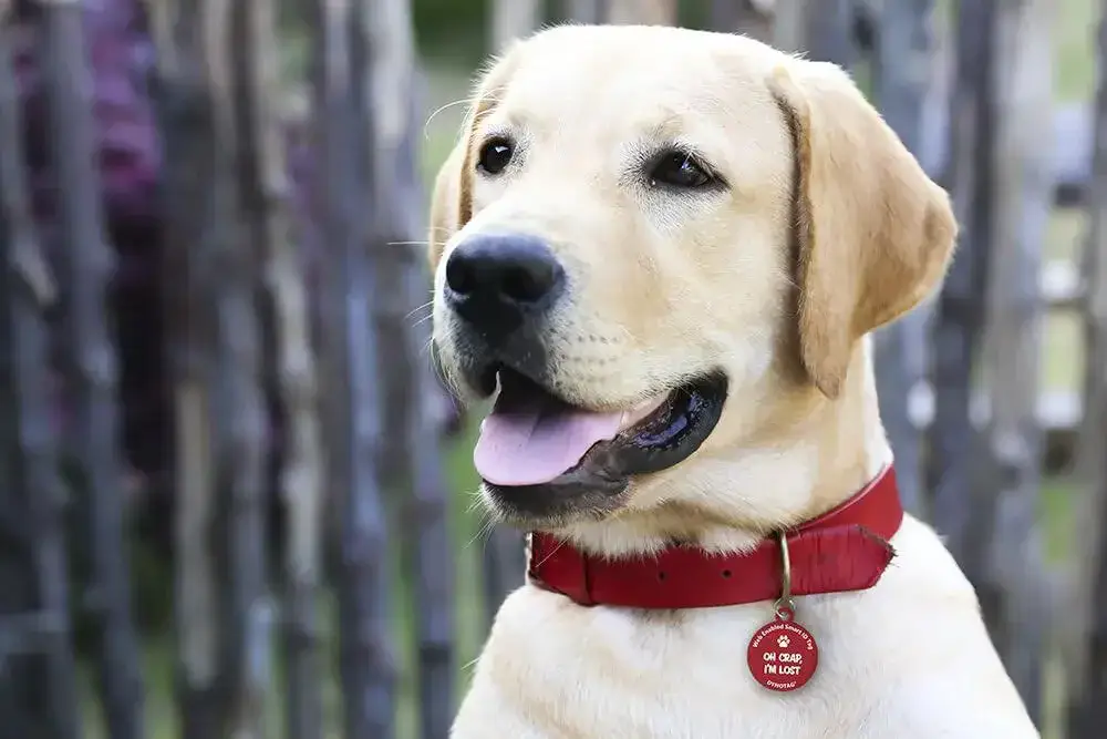 Free SuperPet Smart ID Tag from Purina ($20 VALUE!)