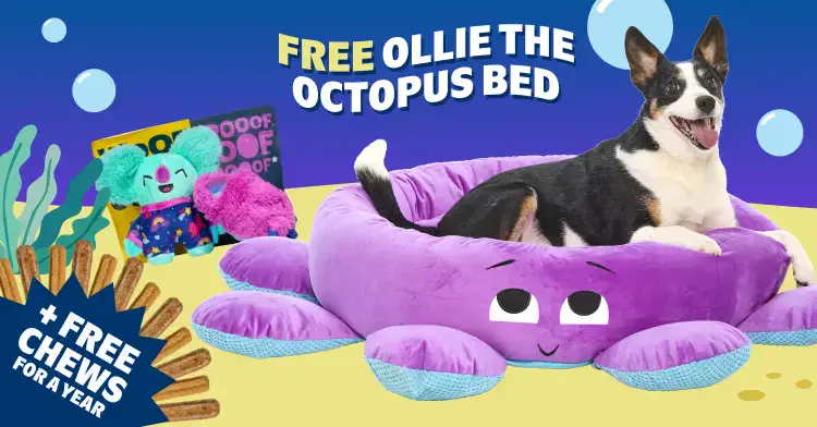 Free Ollie the Octopus Dog Bed with 6 or 12 month subscription