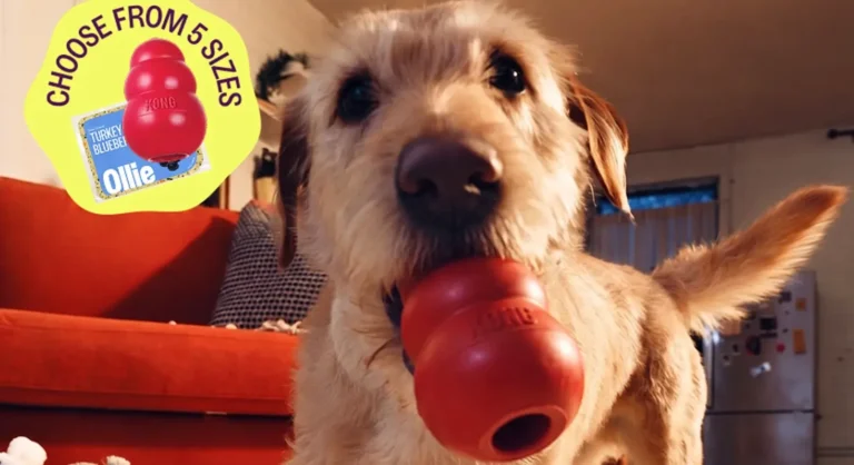 Free KONG Classic + 60% off your first box at Ollie