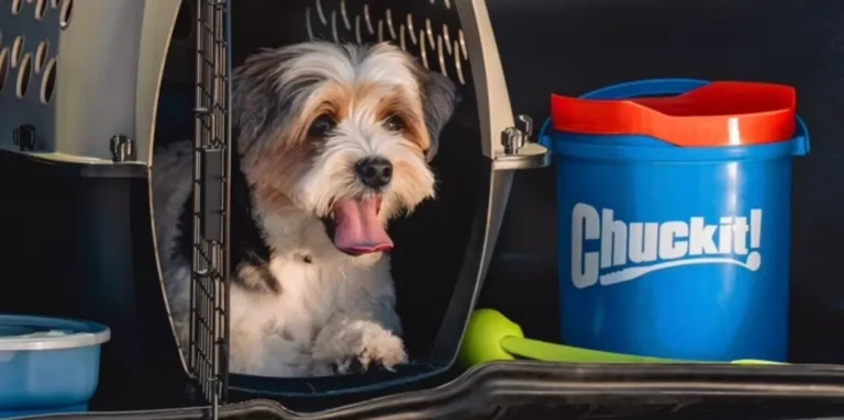 Huge Savings on ChuckIt Dog Toys at Walmart