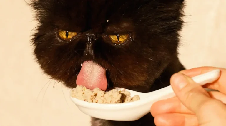 Get 50% Off Smalls Cat Food + FREE Treats For Life!